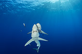Couple of Blue shark (Prionace glauca) and Pilot fish (Naucrates ductor), Pico Island, Azores, Portugal, Atlantic Ocean