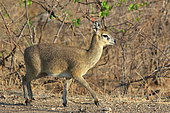 Klipspringer (Oreotragus oreotragus) in savannah, Southern Africa