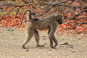Chacma Baboon (Papio ursinus) carrying his young, Southern Africa