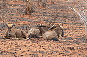 Blue Wildebeest (Connochaetes taurinus) resting in savannah, Southern Africa