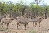 Roan antelope (Hippotragus equinus) group in savannah, Southern Africa