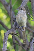 Common fiscal (Lanius collaris) juvenile on a branch, Southern Africa