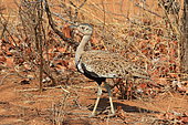 Red-crested bustard (Lophotis ruficrista) on the ground, Southern Africa