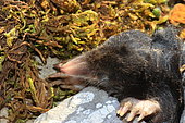 Blind Mole (Talpa caeca), Abruzzo National Park, Italy