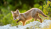 Red fox (Vulpes vulpes) young in afternoon, Slovakia