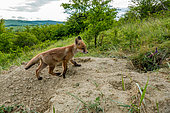 Red fox (Vulpes vulpes) young in afternoon, Slovakia