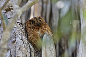 Madagascar Scops Owl (Otus rutilus) in a tree, Kirindy Forest, Menabe Region, Madagascar