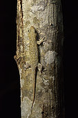 Peters's spotted gecko, Fish-scale gecko (Geckolepis maculata) in dry forest at night, Kirindy Forest, Menabe Region, Madagascar