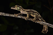 Mossy leaf-tailed gecko, Flat-tailed gecko (Uroplatus sikorae) at night in tropical rainforest, Andasibe (Périnet), Alaotra-Mangoro Region, Madagascar