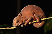 Parson's chameleon (Calumma parsonii) immature forest, Andasibe (Périnet), Alaotra-Mangoro Region, Madagascar