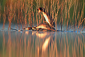 ritual of mating of great crested grebein in early spring. podiceps cristatus great crested . fernan caballero ciudad real spain