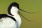 Portrait of Pied Avocet (Recurvirostra avosetta) in river Guadiana, Daimiel, Ciudad Real, Castilla la Mancha, Spain