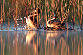 Ritual of mating of Great Crested Grebe (Podiceps cristatus) in in early spring, Fernan Caballero, Ciudad Real, Spain