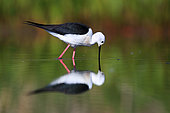 black winged stilt early in the morning on the guadiana river in spring himantopus himantopus daimiel, ciudad real castilla la mancha april spain