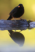 Reflection of Common Blackbird (Turdus merula) in a pond summer, Yebes, Guadalajara, Castilla la Mancha, Spain