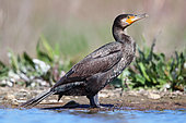 Portrait of Great Cormorant (Phalacrocorax carbo) in the Guadiana river in spring, Daimiel, Ciudad Real, Spain