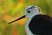 Black winged Stilt (Himantopus himantopus) early in the morning on the Guadiana river in spring, Daimiel, Ciudad Real, Castilla la Mancha, Spain