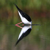 Black winged Stilt (Himantopus himantopus) early in the morning on the Guadiana river in spring, Daimiel, Ciudad Real, Castilla la Mancha, Spain