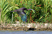 Flight of Glossy ibis (Plegadis falcinellus) in Guadiana river in spring, Daimiel, Ciudad Real, Spain