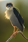 Portrait of Night heron (Nycticorax nycticorax) in a sunset in spring, Daimiel, Ciudad Real, Castilla la Mancha, Spain