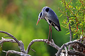 Grey Heron (Ardea cinerea) fishing in Guadiana river in spring, Daimiel, Castilla la Mancha, Spain