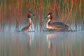 Ritual of mating of Great Crested Grebe (Podiceps cristatus) in in early spring, Fernan Caballero, Ciudad Real, Spain