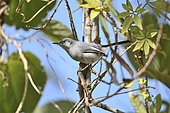 Masked Gnatcatcher (Polioptila dumicola) female on a branch, Costanera Sur Ecological Reserve, Buenos Aires, Argentina