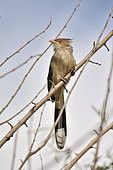 Guira Cuckoo (Guira guira) on a branch, Costanera Sur Ecological Reserve, Buenos Aires, Argentina