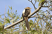 Guira Cuckoo (Guira guira) on a branch, Costanera Sur Ecological Reserve, Buenos Aires, Argentina