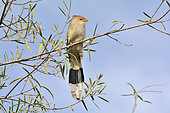 Guira Cuckoo (Guira guira) on a branch, Costanera Sur Ecological Reserve, Buenos Aires, Argentina