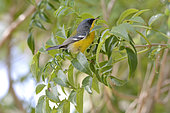 Tropical Parula (Setophaga pitiayumi) on a branch, Costanera Sur Ecological Reserve, Buenos Aires, Argentina