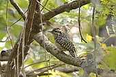 Checkered Woodpecker (Veniliornis mixtus) on a branch, Costanera Sur Ecological Reserve, Buenos Aires, Argentina