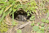 Bella Vista Toad or Sapo cavador (Rhinella fernandezae) in burrow, Costanera Sur Ecological Reserve, Buenos Aires, Argentina