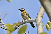 Green-barred Woodpecker (Colaptes melanochloros) on a branch, Costanera Sur Ecological Reserve, Buenos Aires, Argentina