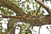 Checkered Woodpecker (Veniliornis mixtus) on a branch, Costanera Sur Ecological Reserve, Buenos Aires, Argentina