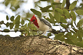 Red-crested Cardinal (Paroaria coronata) on a branch, Costanera Sur Ecological Reserve, Buenos Aires, Argentina