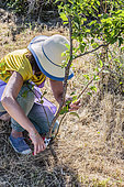 Woman cutting a rootstock rejection at the foot of a plum tree.