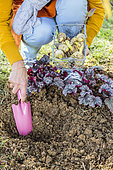 Woman planting spring bulbs having started. 1: dig a hole to the right depth.