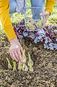 Woman planting spring bulbs having started. 2: gently position the bulbs.