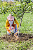 Woman bringing sulfur powder at the foot of an apple tree to acidify the soil and correct the pH, in very calcareous soil.