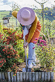 Femme plantant un chrysanthème coloré pour égayer un massif avant l'automne.