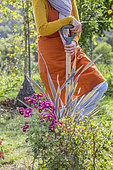 Femme plantant un chrysanthème coloré pour égayer un massif avant l'automne.