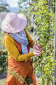 Woman removing shriveled rose hips on a climbing rose in late summer.