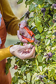 Woman removing shriveled rose hips on a climbing rose in late summer.