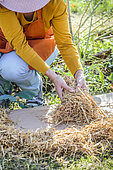 Woman practicing ecological weeding with cardboard and straw. 3: cover the cardboard with a thick organic layer like straw.