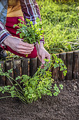 Harvest of flat parsley in the garden