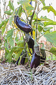Eggplant 'Violette de Toulouse' grown on mulched soil
