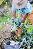 Man harvesting a kohlrabi