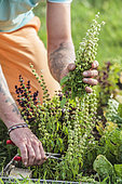 Man severely cutting the basil to make it start again