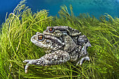 Mating Common Toads (Bufo bufo), in the Buèges River, Hérault, Occitanie, France.